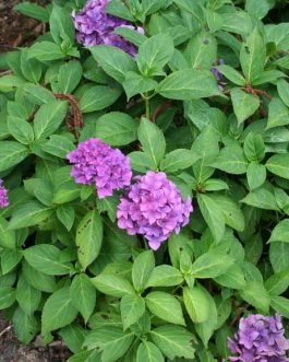 Rheinland - Hydrangea macrophylla (Fleurs rondes)