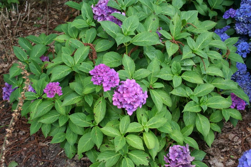 Rheinland - Hydrangea macrophylla (Fleurs rondes)