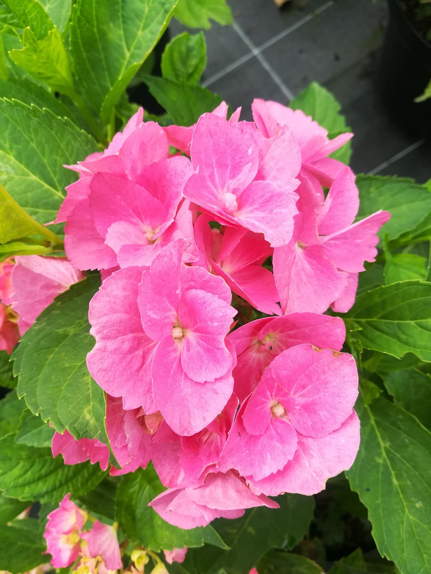 Rheinland - Hydrangea macrophylla (Fleurs rondes) – Image 4