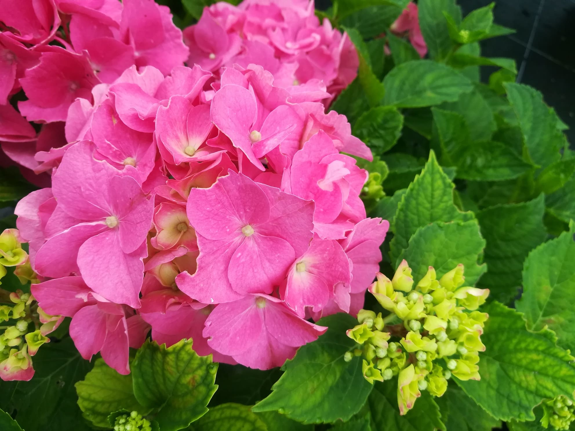 Rheinland - Hydrangea macrophylla (Fleurs rondes) – Image 3