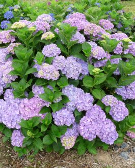 Rosa zwerg - Hydrangea macrophylla (Fleurs rondes)