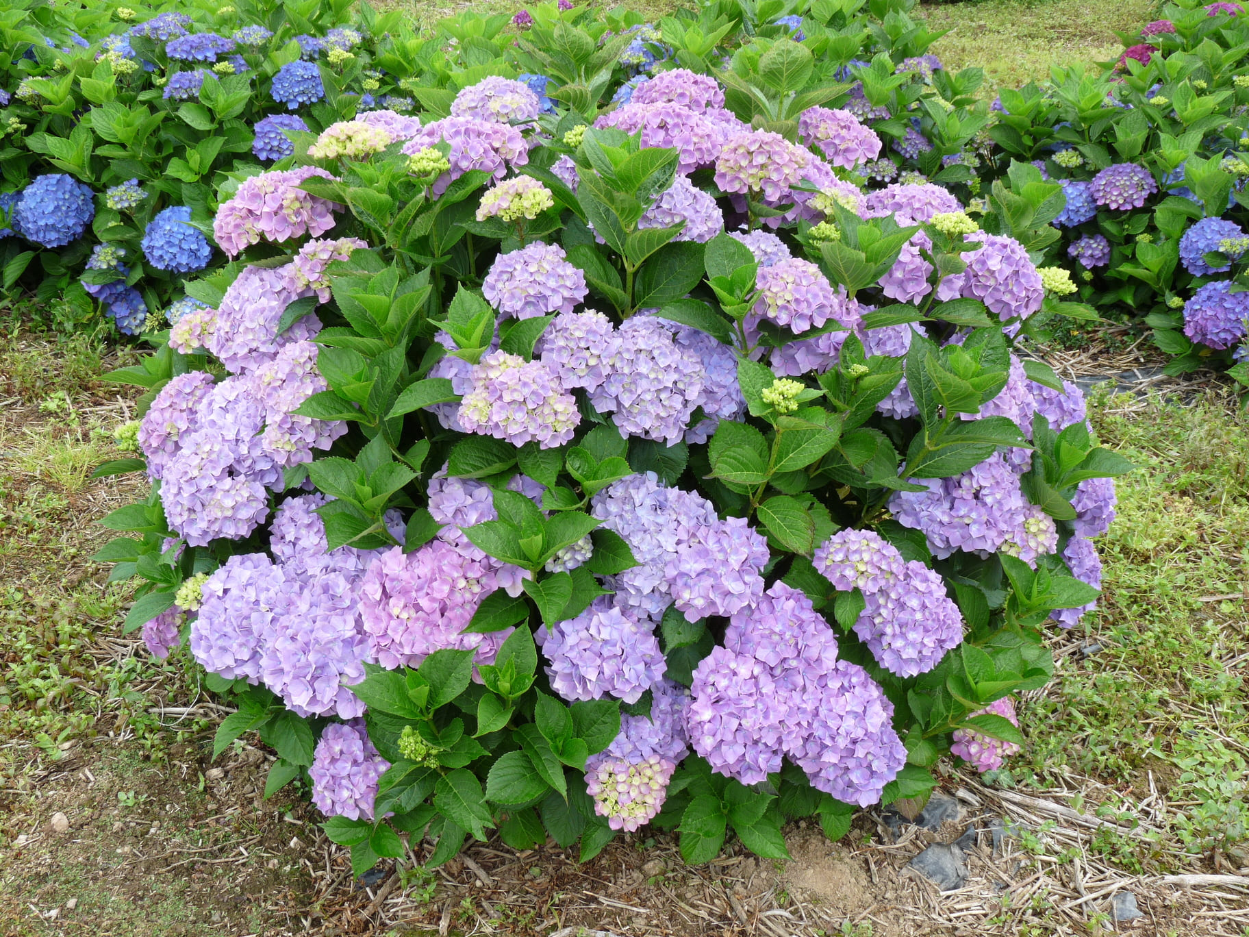 Rosa zwerg - Hydrangea macrophylla (Fleurs rondes)