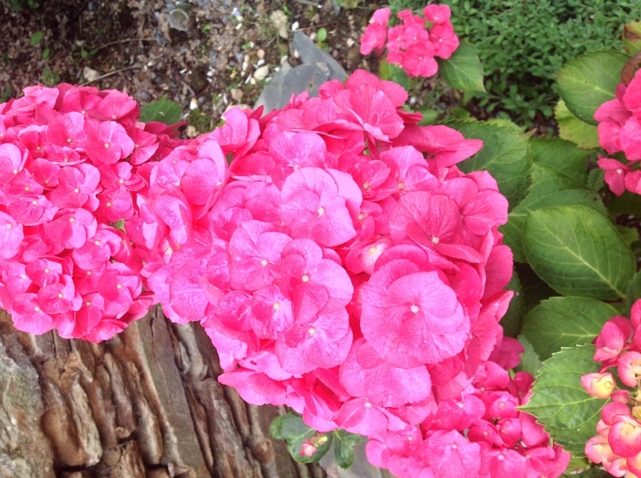 Royal - Hydrangea macrophylla (Fleurs rondes)
