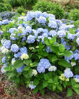 Semperflorens - Hydrangea macrophylla (Fleurs rondes)
