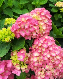 Souvenir du Président Doumer - Hydrangea macrophylla (Fleurs rondes)