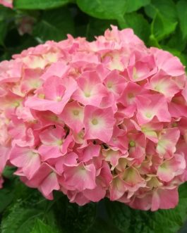 Président Doumer - Hydrangea macrophylla (Fleurs rondes)