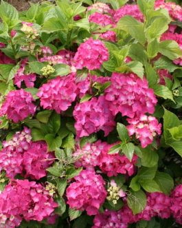 Starlet - Hydrangea macrophylla (Fleurs rondes)