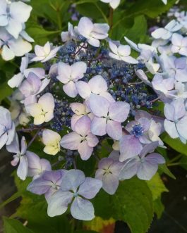 Ticino - Hydrangea macrophylla (Fleurs rondes)