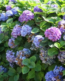 Tödi - Hydrangea macrophylla (Fleurs rondes)