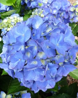 Universal - Hydrangea macrophylla (Fleurs rondes)