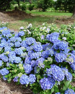 Universal - Hydrangea macrophylla (Fleurs rondes)