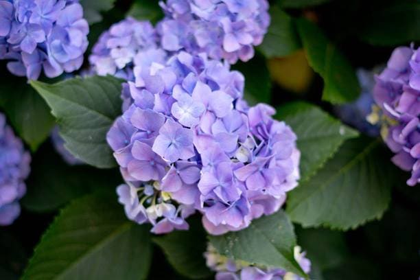 Violetta - Hydrangea macrophylla (Fleurs rondes) – Image 3