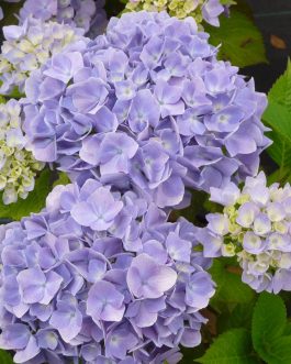 Violetta - Hydrangea macrophylla (Fleurs rondes)