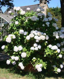 Weisse Königin - Hydrangea macrophylla (Fleurs rondes)