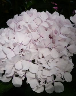 Weisse Königin - Hydrangea macrophylla (Fleurs rondes)