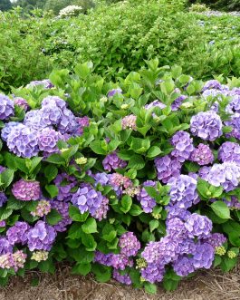 Wildenstein - Hydrangea macrophylla (Fleurs rondes)