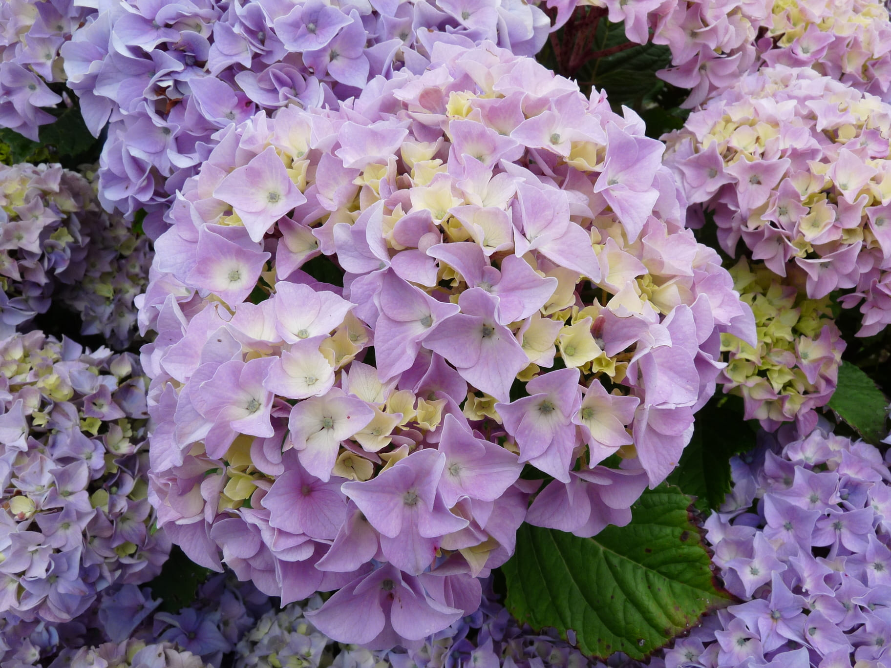 Yvonne Cayeux - Hydrangea macrophylla (Fleurs rondes)
