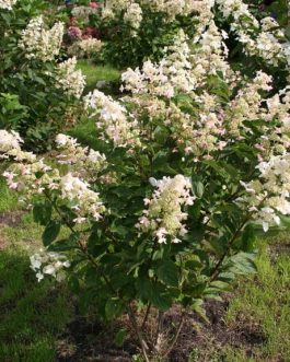 Big ben - Hydrangea paniculata