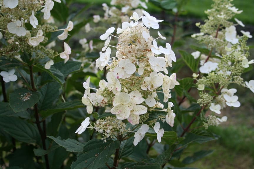 Floribunda - Hydrangea paniculata – Image 2