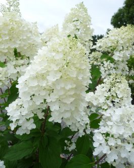 Silver Dollar - Hydrangea paniculata