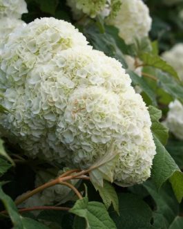 Harmony - Hydrangea quercifolia