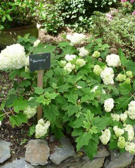 Harmony - Hydrangea quercifolia