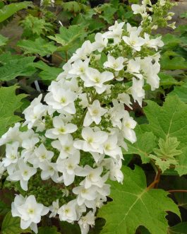Snow flake - Hydrangea quercifolia