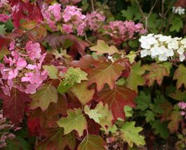Alice - Hydrangea quercifolia