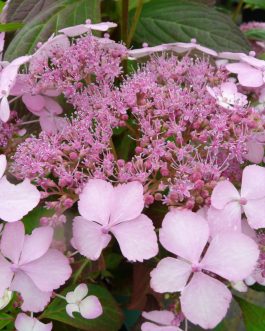 Akabana yama - Hydrangea serrata