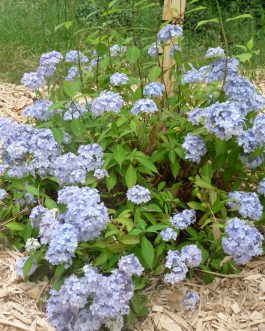 Belladone - Hydrangea serrata