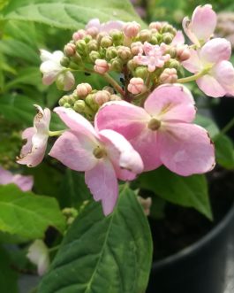 Chinensis - Hydrangea serrata