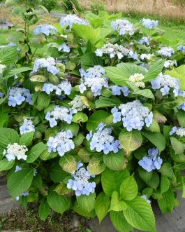 Ezo duoduma - Hydrangea serrata