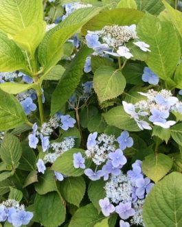 Ezo Hoshino - Hydrangea serrata