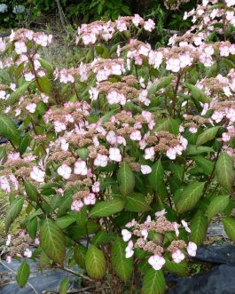 Kiyosumi-sawa - Hydrangea serrata