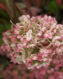 Maïko - Hydrangea serrata