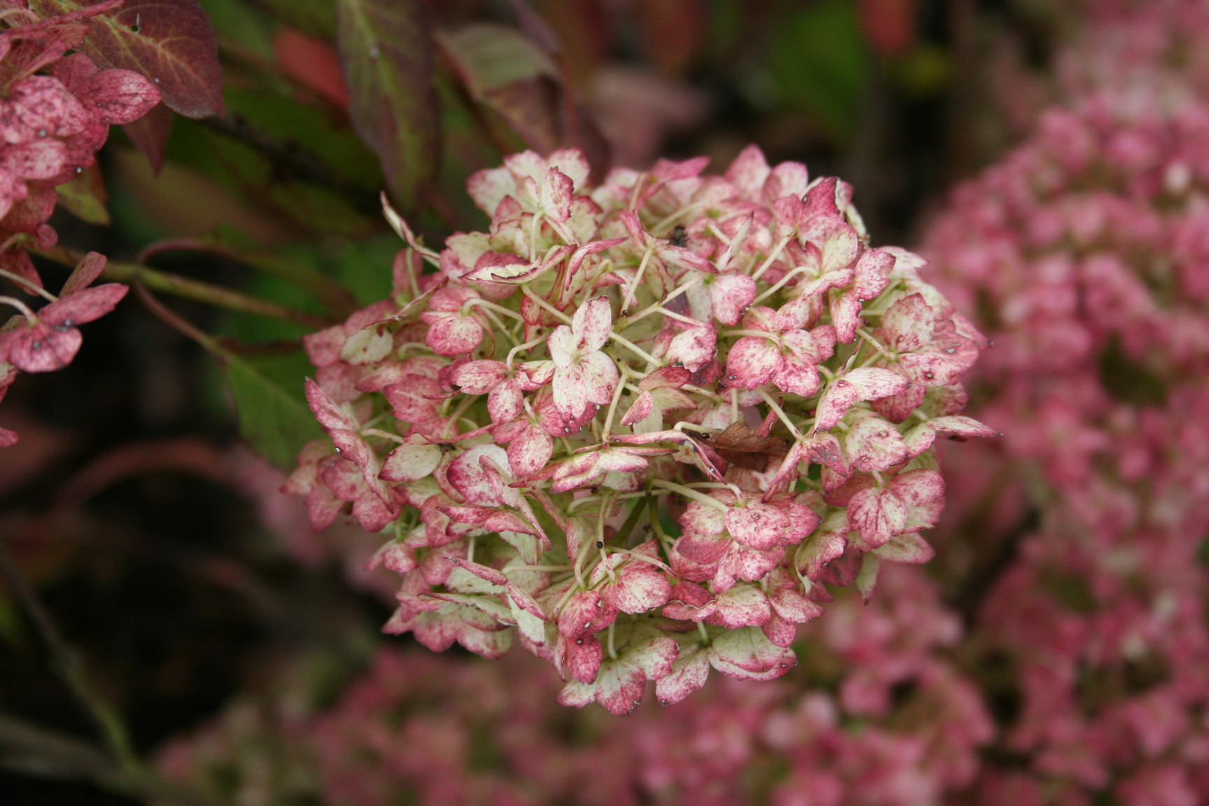 Maïko - Hydrangea serrata