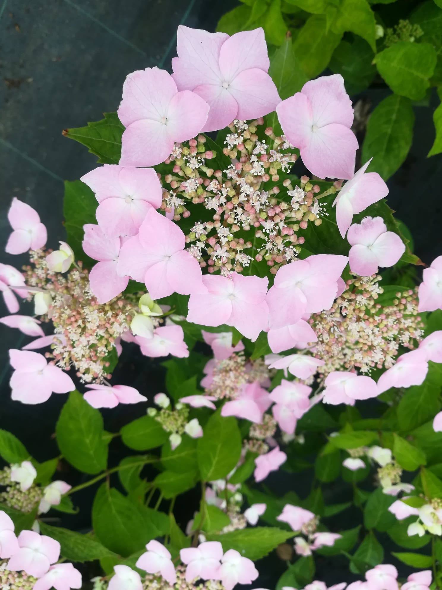 Professeur Lida - Hydrangea serrata
