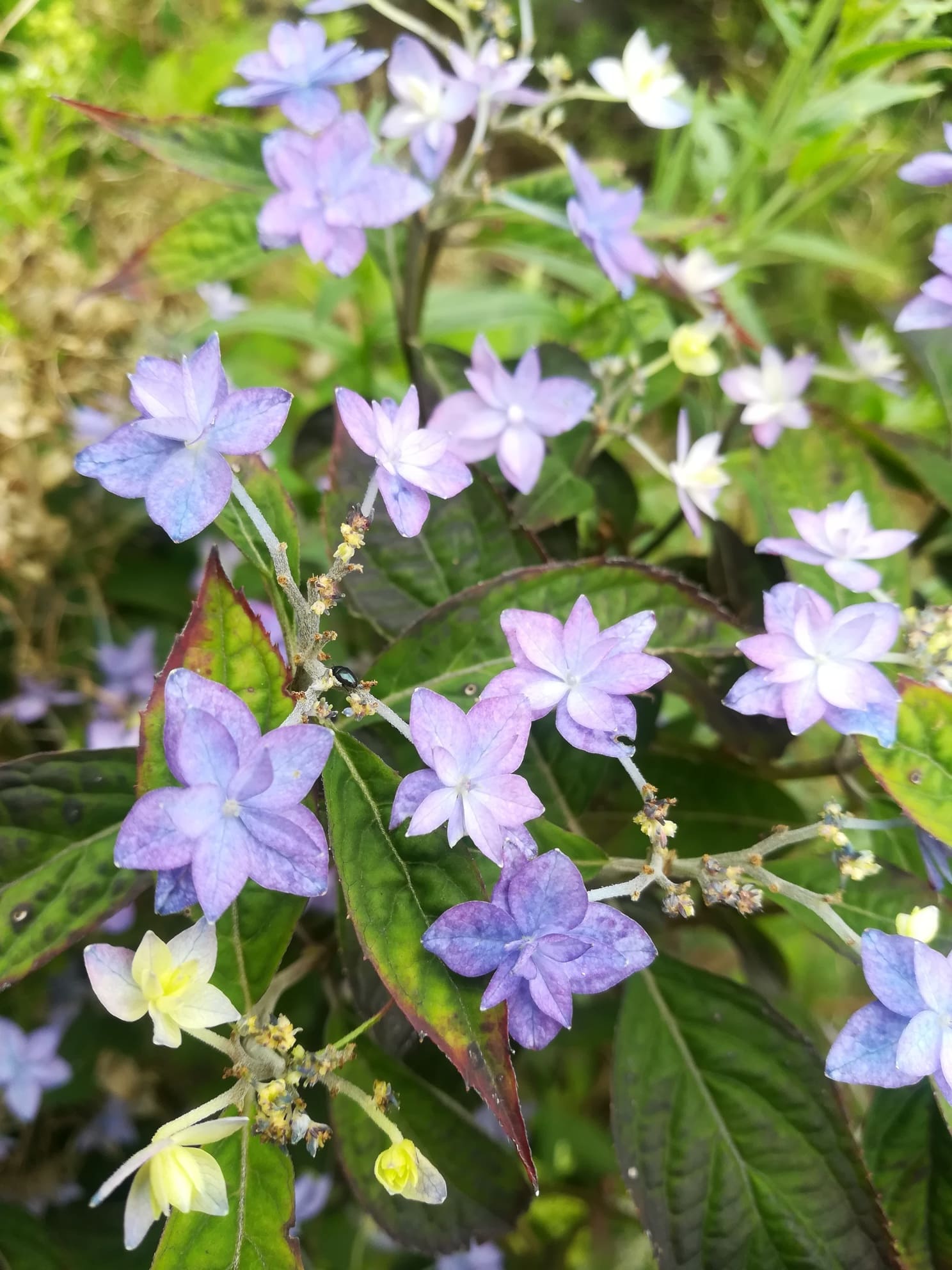 Prolifera - Hydrangea serrata