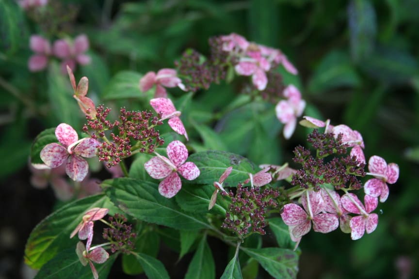 Pulchra - Hydrangea serrata – Image 3