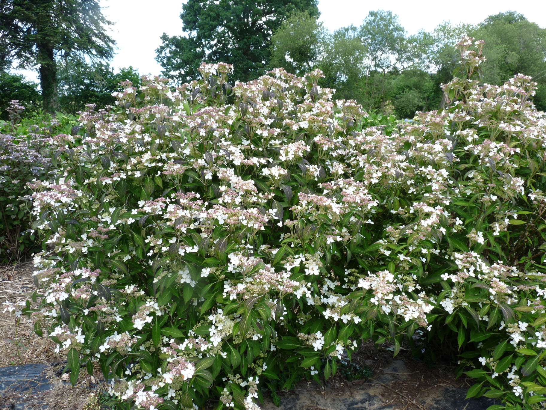 Pulchra - Hydrangea serrata