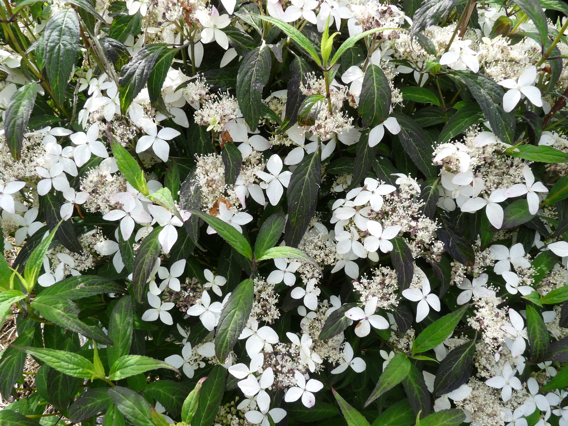 Pulchra - Hydrangea serrata – Image 2