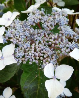 Ramis Pictis - Hydrangea serrata