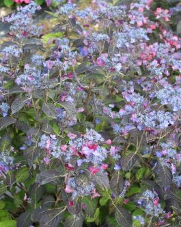 Sekka - Hydrangea serrata