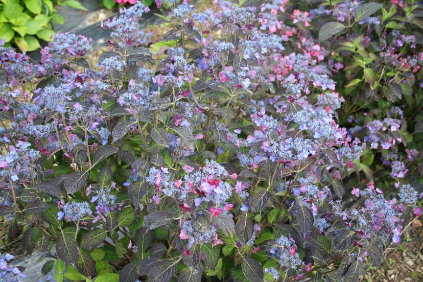Sekka - Hydrangea serrata