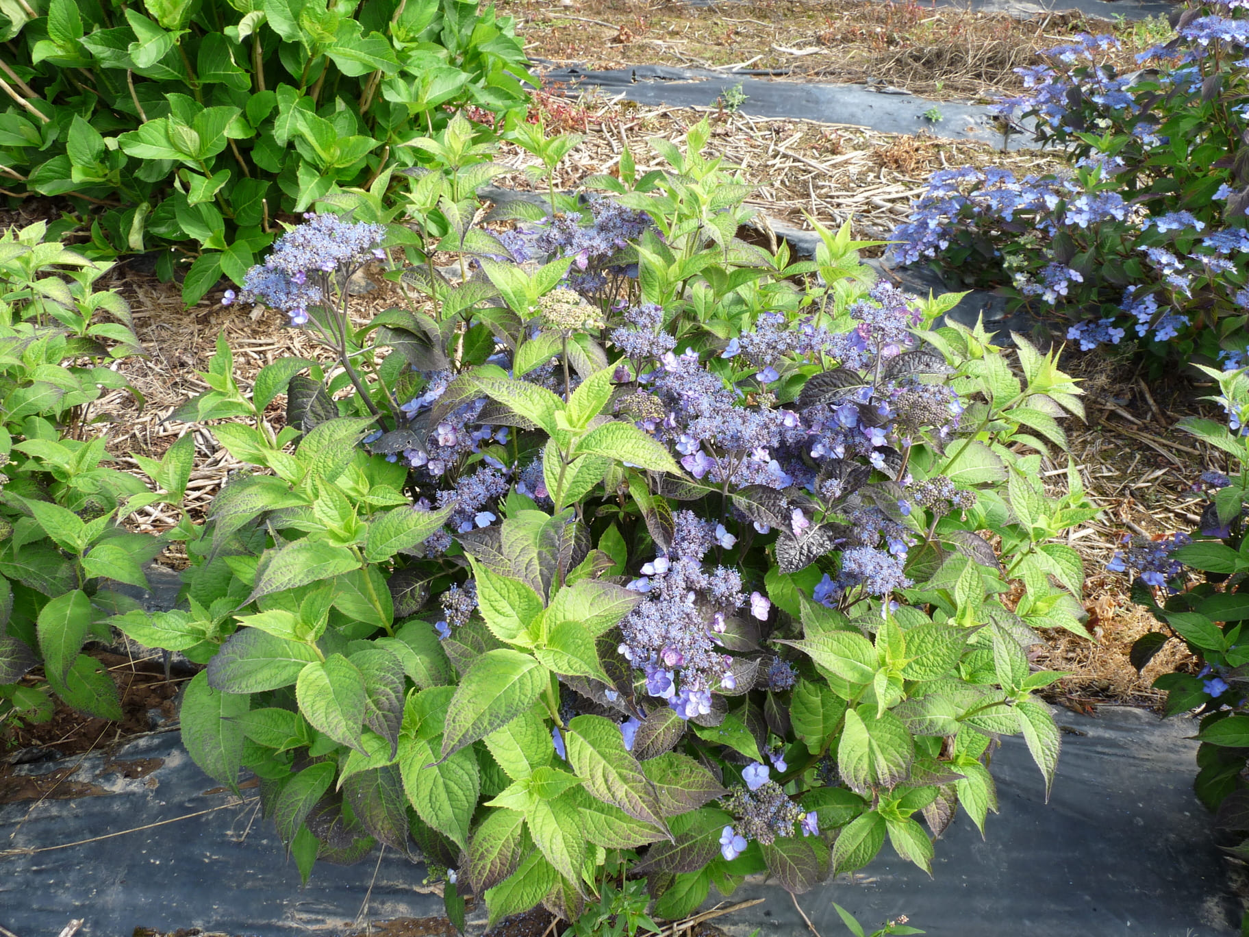 Sekka - Hydrangea serrata – Image 3