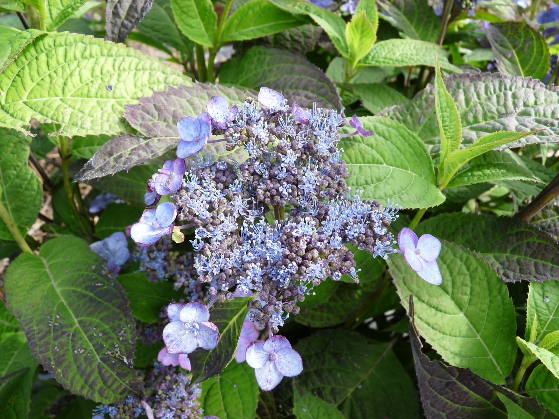 Sekka - Hydrangea serrata – Image 2