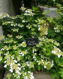 Shiro gaku - Hydrangea serrata