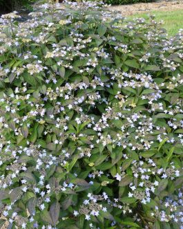 Stellata - Hydrangea serrata