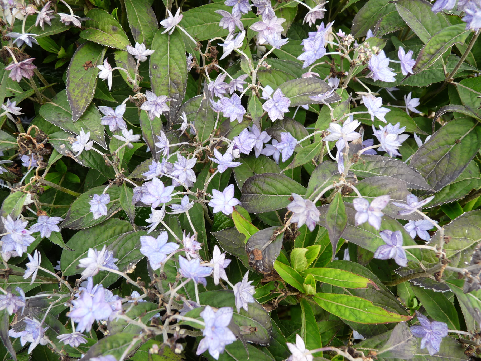 Stellata - Hydrangea serrata – Image 3