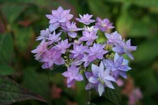 Stellata - Hydrangea serrata – Image 2